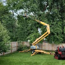 Best Tree Trimming and Pruning  in Loves Park, IL