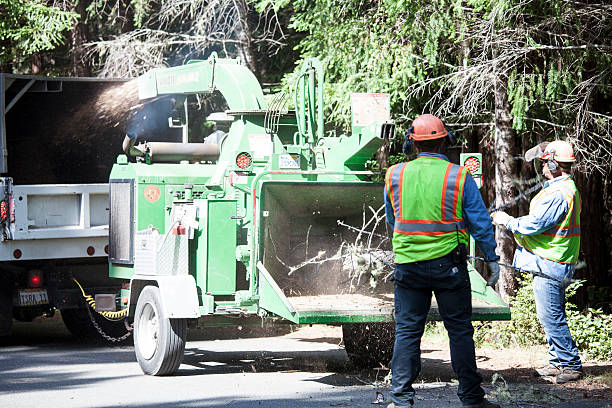 Best Tree Maintenance Programs  in Loves Park, IL